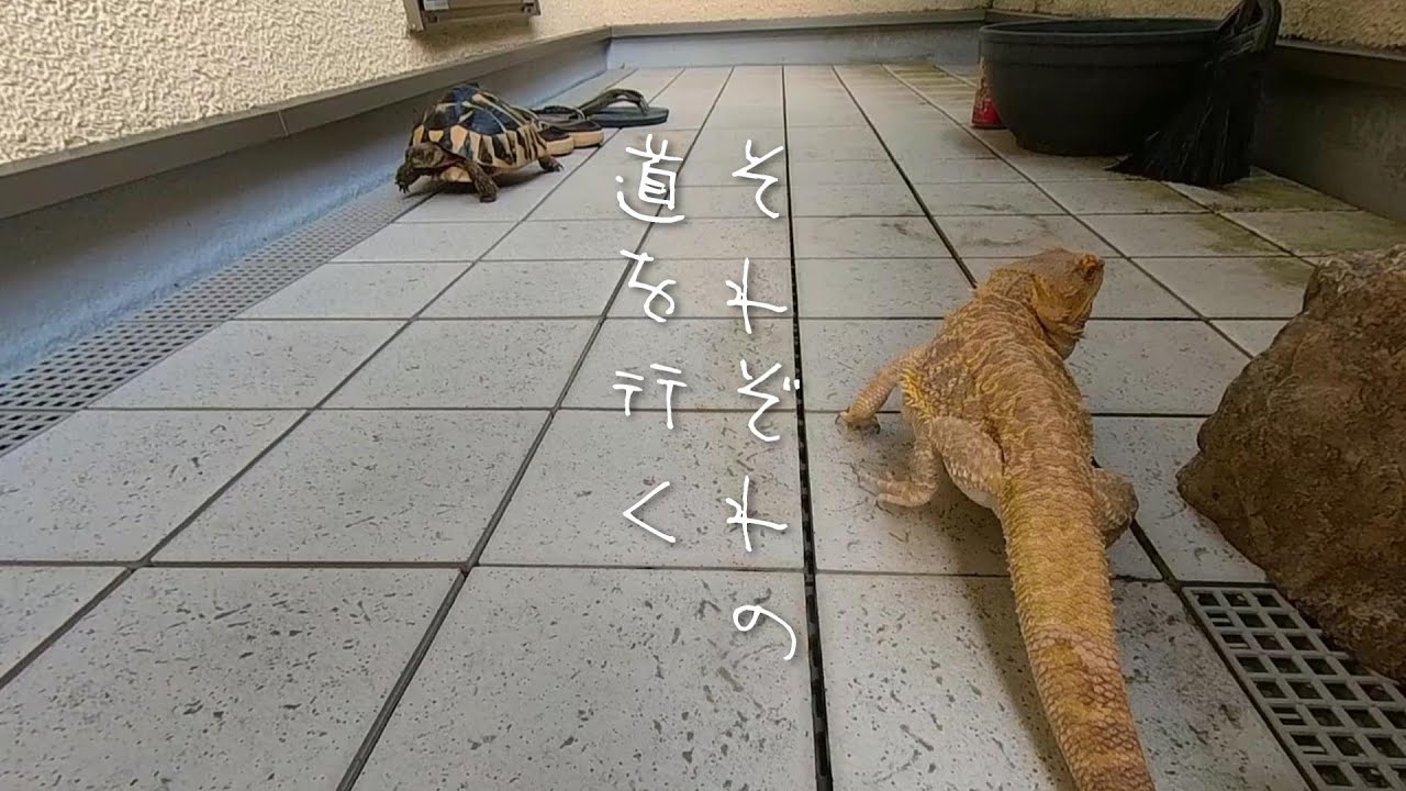 【はちゅ】トカゲとリクガメの散歩