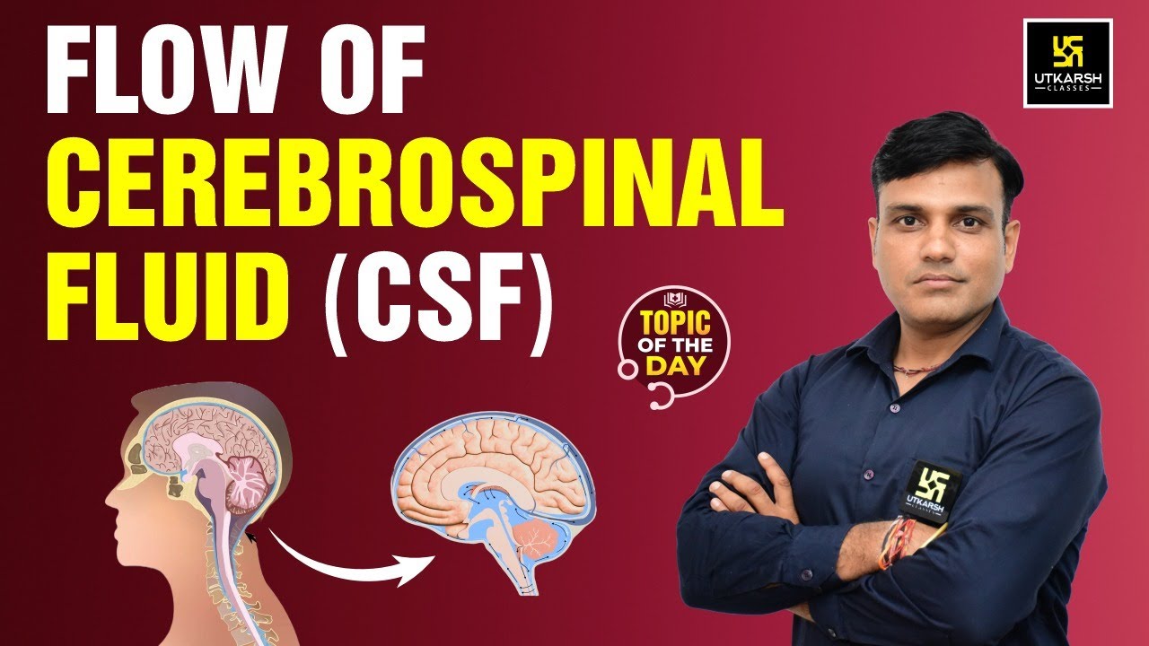 Flow of Cerebrospinal Fluid (CSF) | CSF Circulation | Shailendra Sir