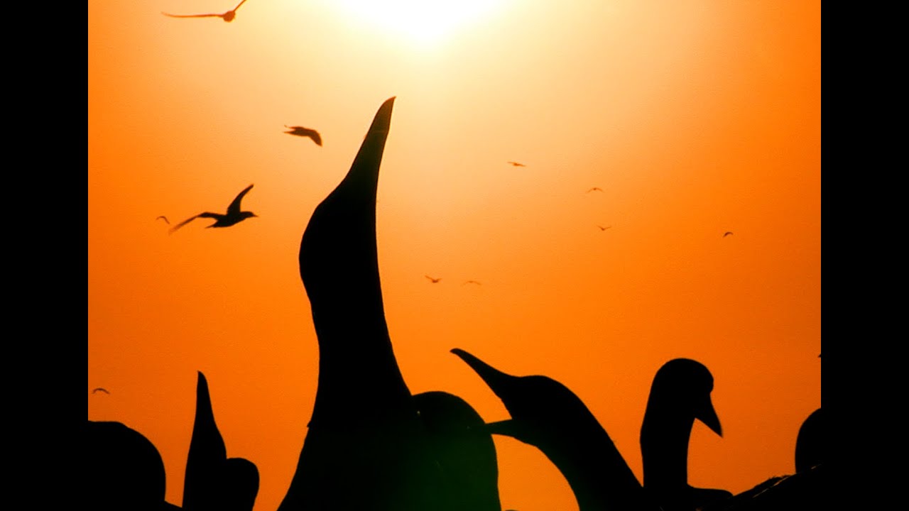 Cape Gannets