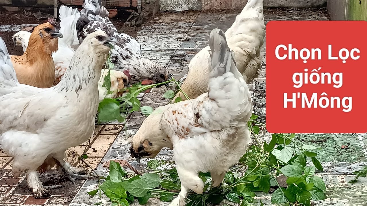 Ngày càng hoàn thiện đàn H'Mông Bản Địa