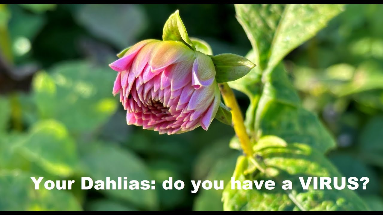 Your Dahlias: do you have a VIRUS?