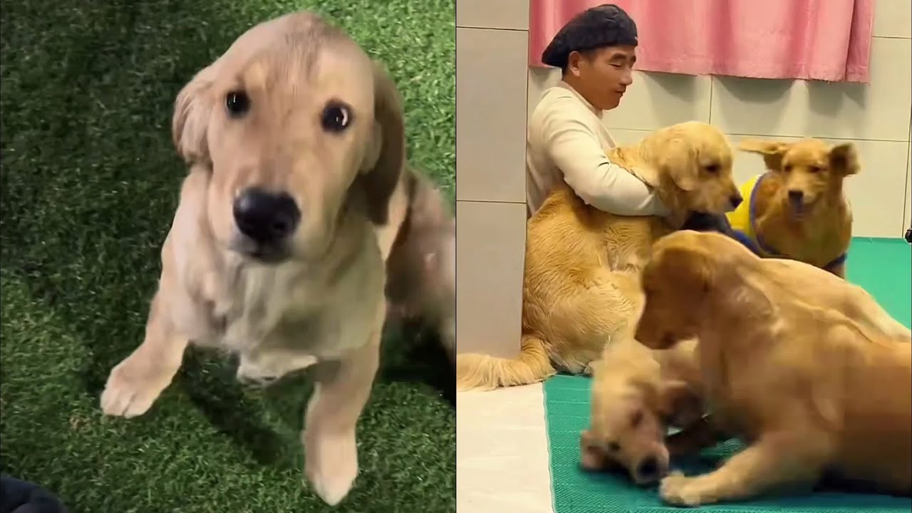 Посмотрите на счастливых собак ночью ❤️