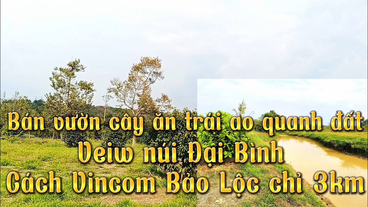 ( Đã bán )Bán vườn cây ăn trái cách Vincom Bảo Lộc chỉ 3,5km|| Veiw núi Đại Bình tuyệt đẹp