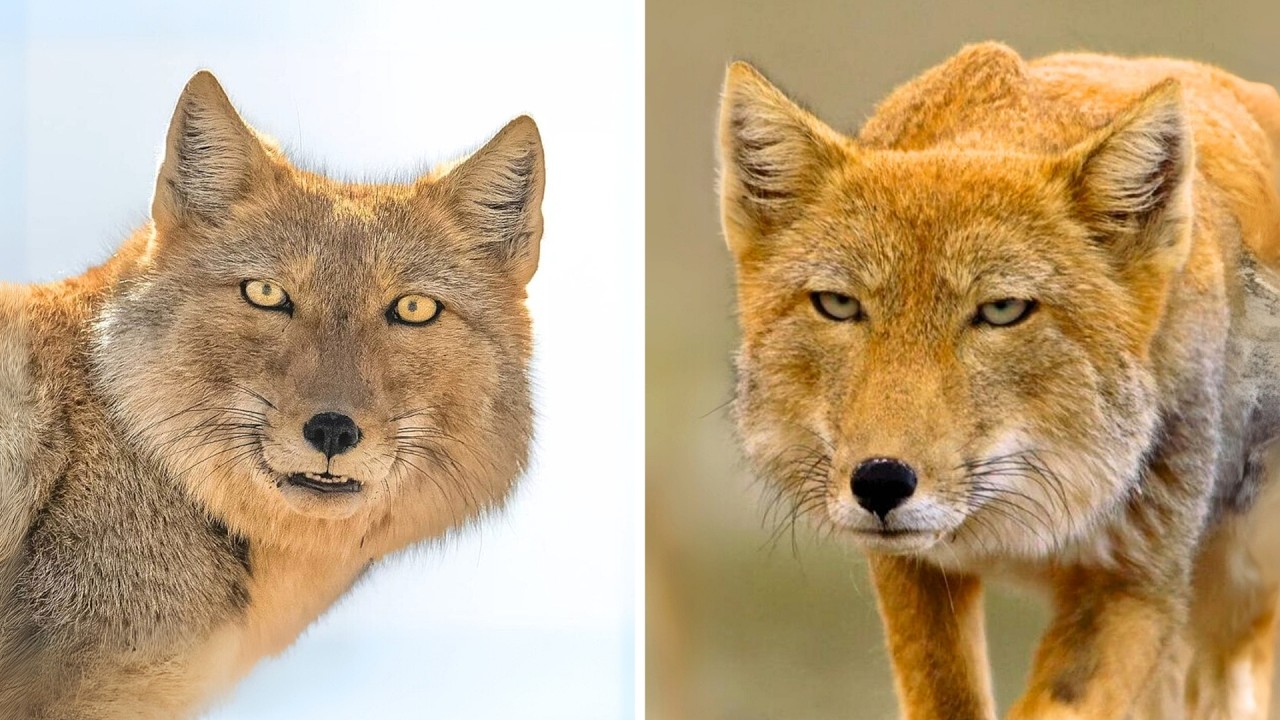 Тибетская лиса 🦊 Выглядит совсем как ЧЕЛОВЕК!