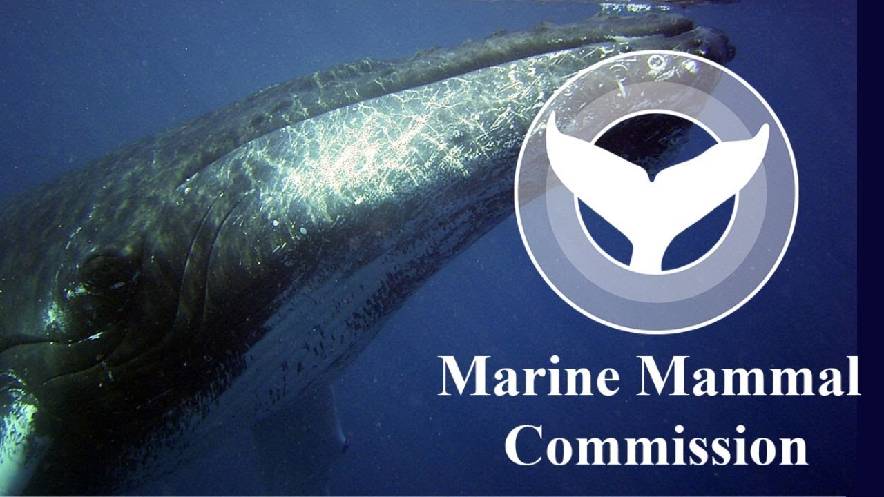 Marine Mammal Commission in 60 seconds