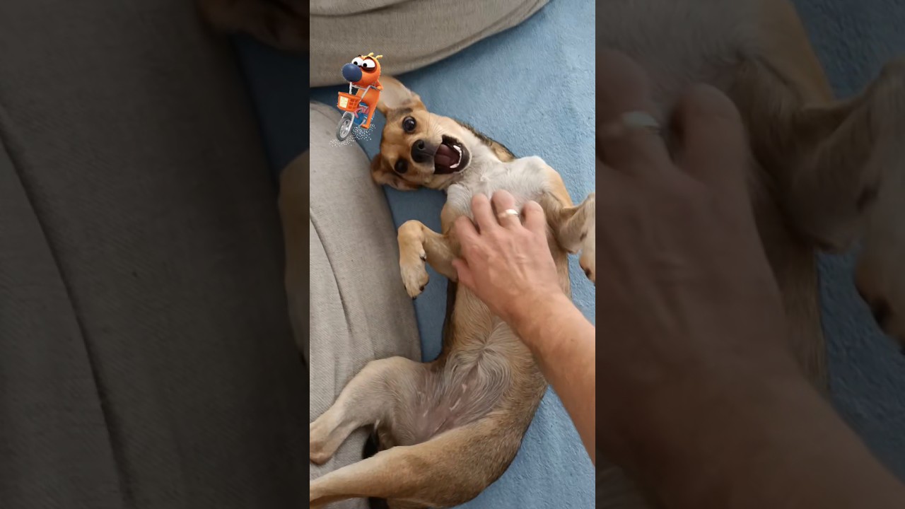 👮&zwj;♂️ była policja 🤨🐕 #bestfriend #dog #puppy #kundelek #pets #doglife