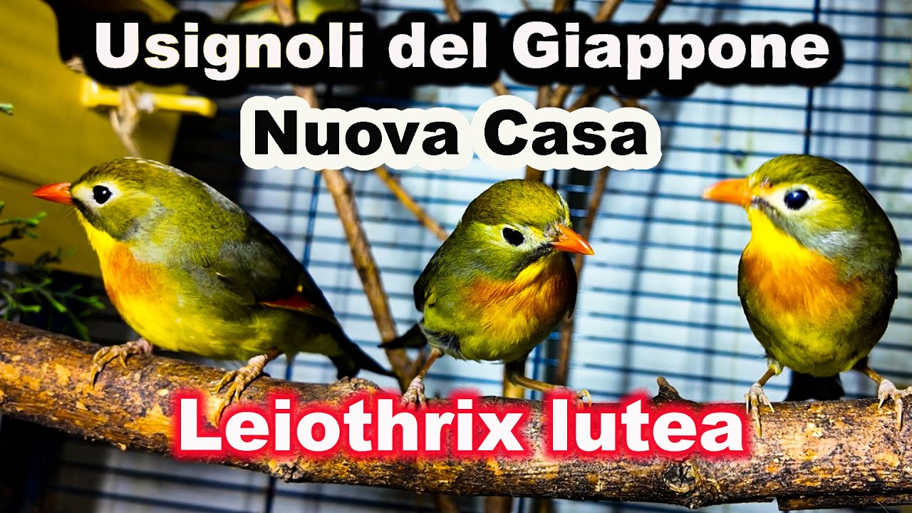 Usignoli del Giappone *Leiothrix lutea* nella nuova casa – Montaggio completo della voliera 