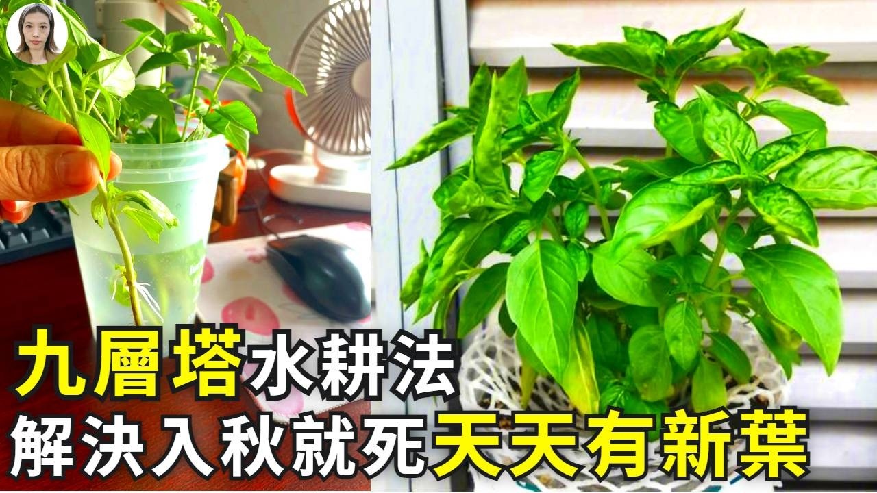 九層塔黃葉？老化？3步水耕法解決老化無香，再分享4種保存法，讓你365天天天能吃到！|花花世界