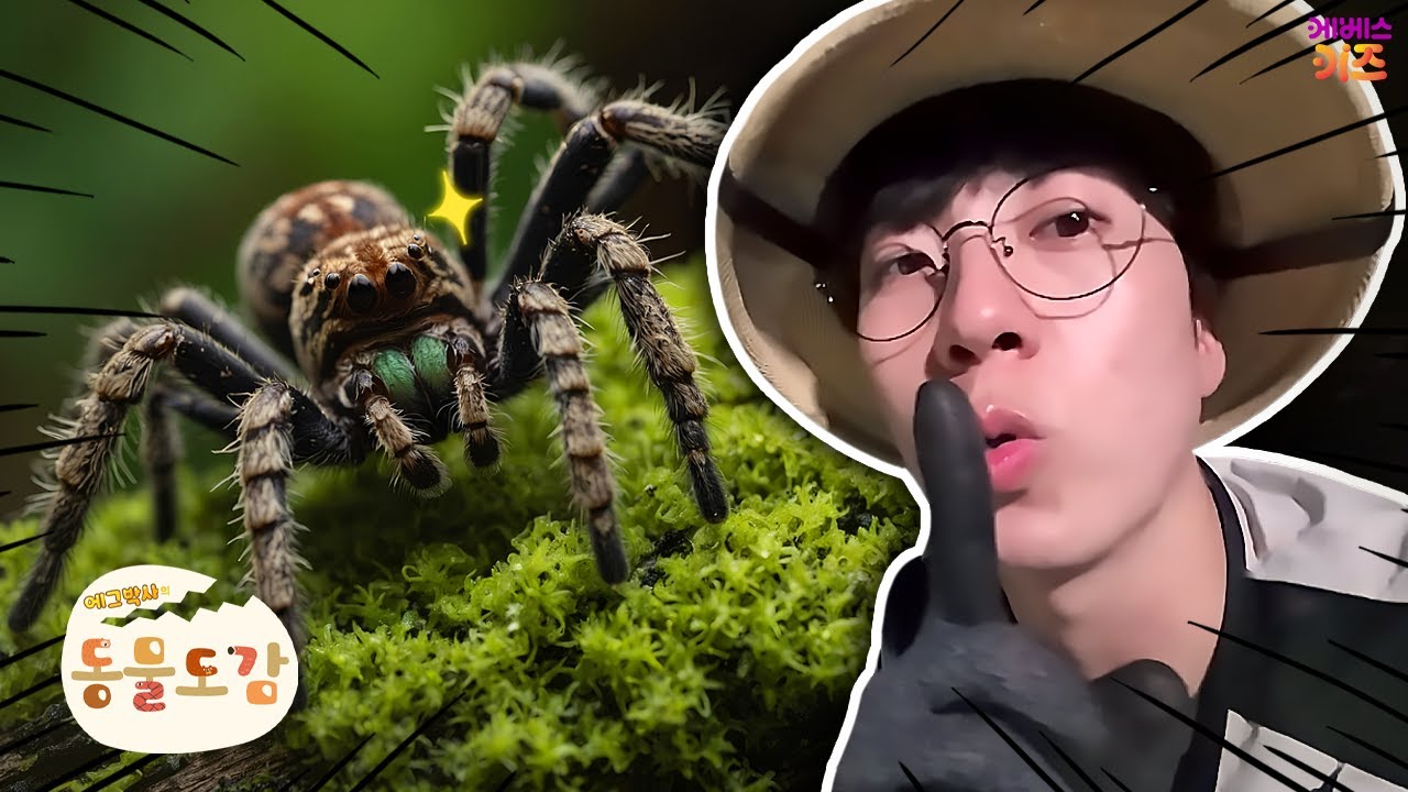 어두컴컴한 정글에서 만난 타란툴라 거미ㅣ야간 생물 탐험ㅣ에그박사의 동물 도감ㅣKBS 250811 방송