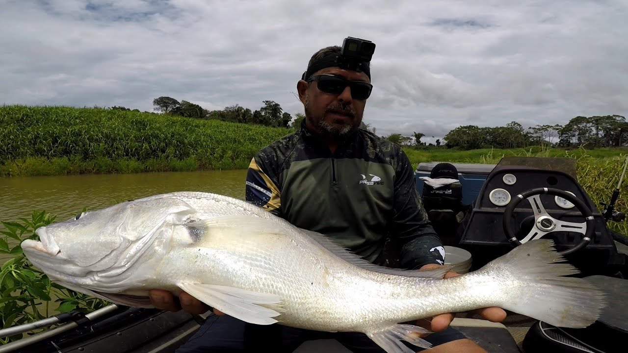 SÓ TINHA PESCADA GIGANTE!!! Ainda não tinha visto um cardume assim!! Rio Madeira.