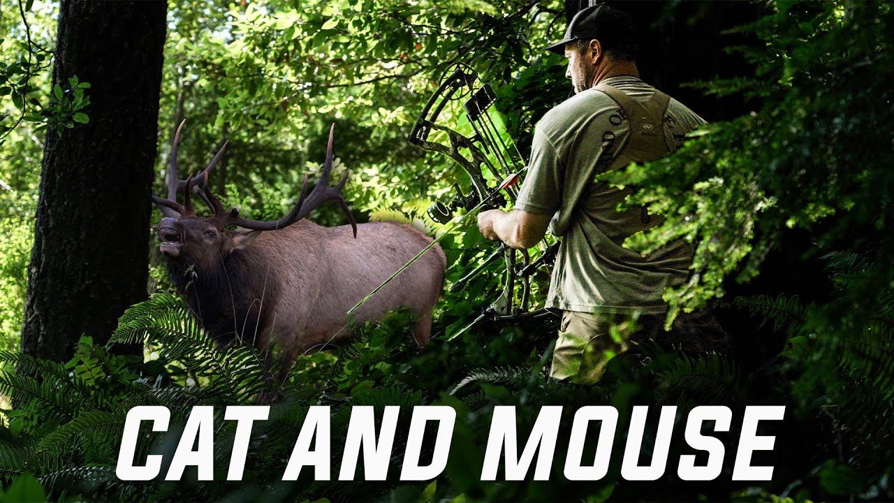 ROOSEVELT ELK Hunt of Our Dreams! (Part 2)