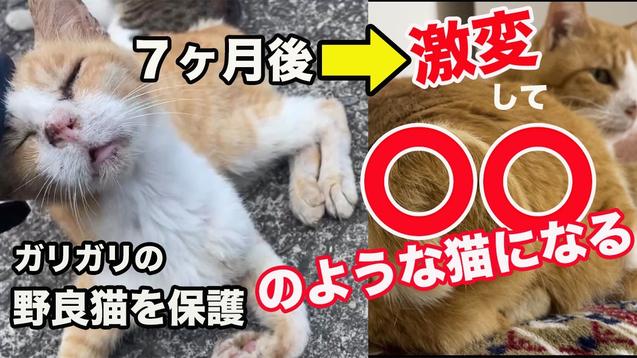 【ガリガリの元野良猫を保護】したら…【誰も見たことない猫になる】
