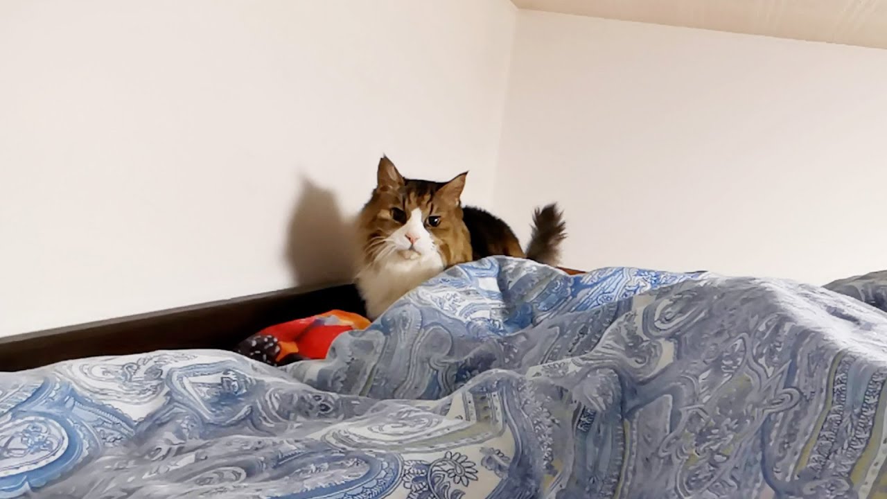 猫部屋にタワーを戻した夜、ボス吉が僕の部屋に全く来なくなってしまったので様子を見に行くと‥