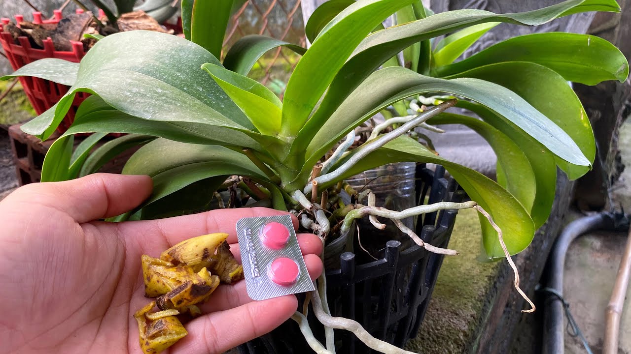 The secret to growing green orchids and giving healthy roots