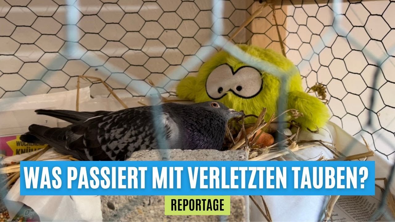 Hier werden verletzte Tauben wieder aufgepäppelt | Wuppertal