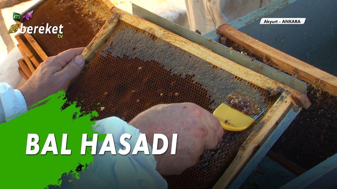 Arıcılık Saaati - Bal Hasadı - Ankara/Akyurt