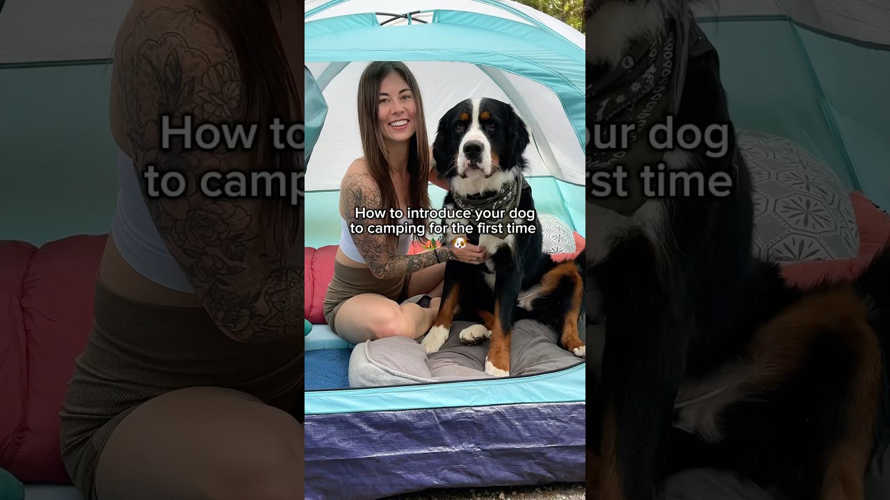 Desensitization before camping is SO important! 🏕️🐾 #campingwithdogs #campingdog #camping #dogs