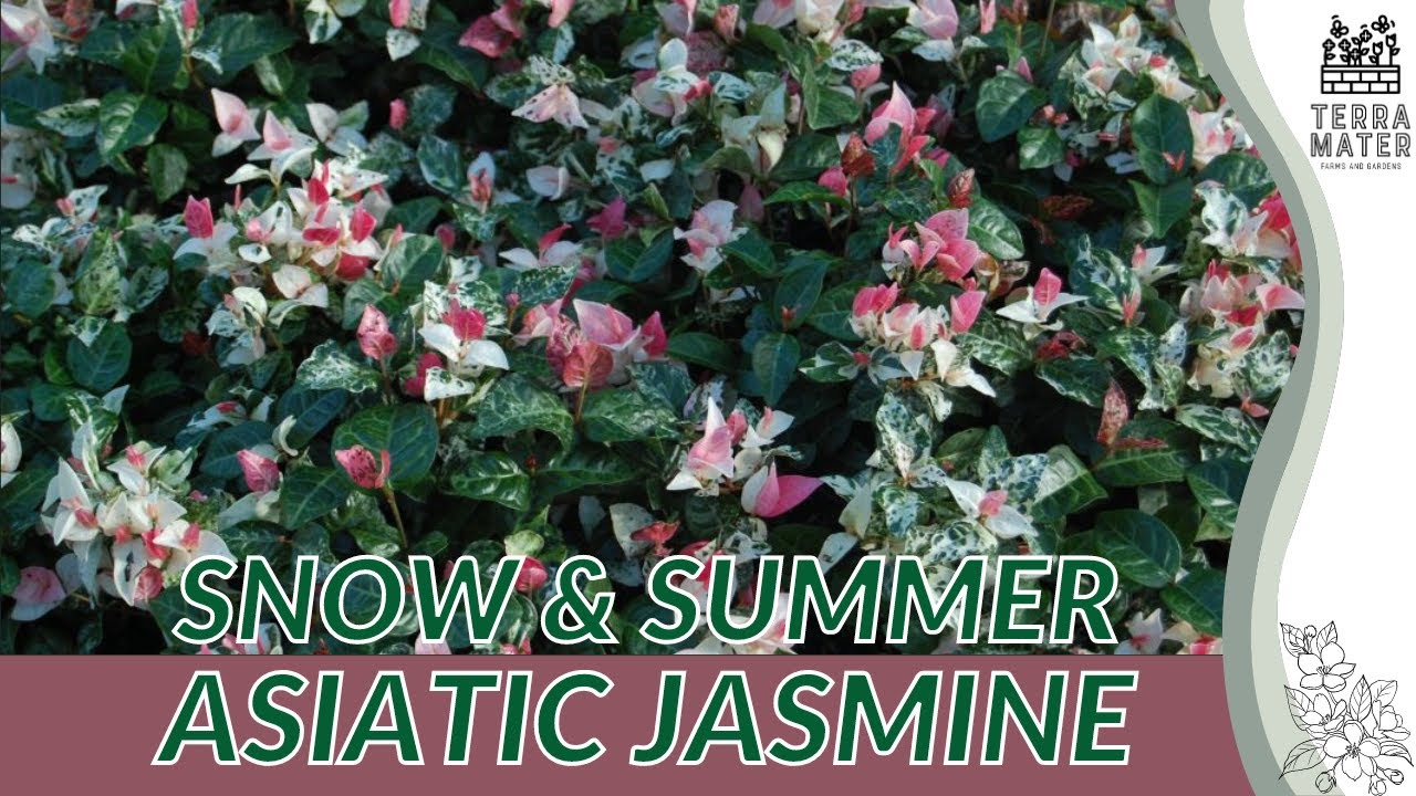 SNOW AND SUMMER ASIATIC JASMINE: A Unique Ground Cover! (Trachelospermum asiaticum ‘Snow-N-Summer’