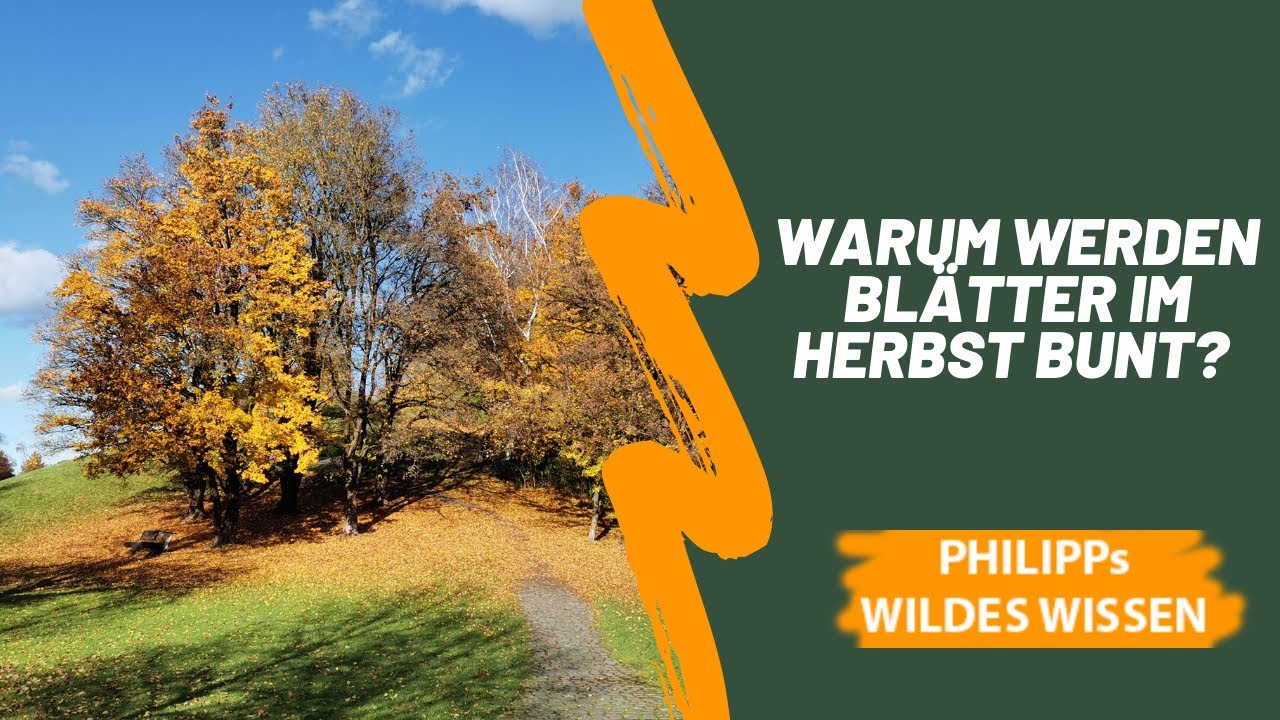 Warum werden im Herbst die Blätter bunt und fallen von den Bäumen?