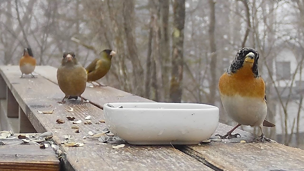 荒れた餌場が凍り付く！一斉にフリーズする野鳥たち・・（2022/03/29 八ヶ岳本日のかわいいお客さま速報)
