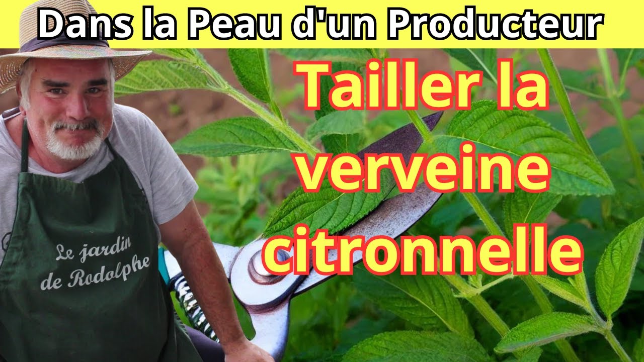 Comment tailler et entretenir la verveine citronnelle en pot et en pleine terre