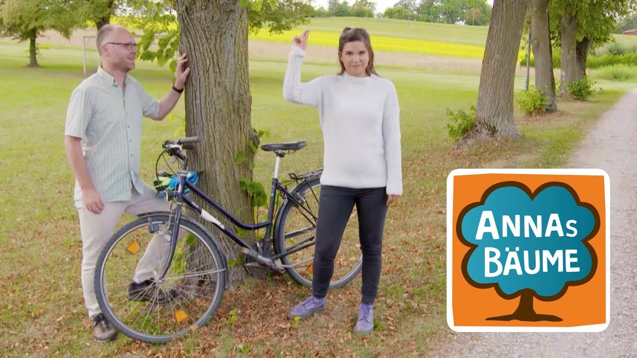 Linde | Annas Bäume | Reportage für Kinder | LMU