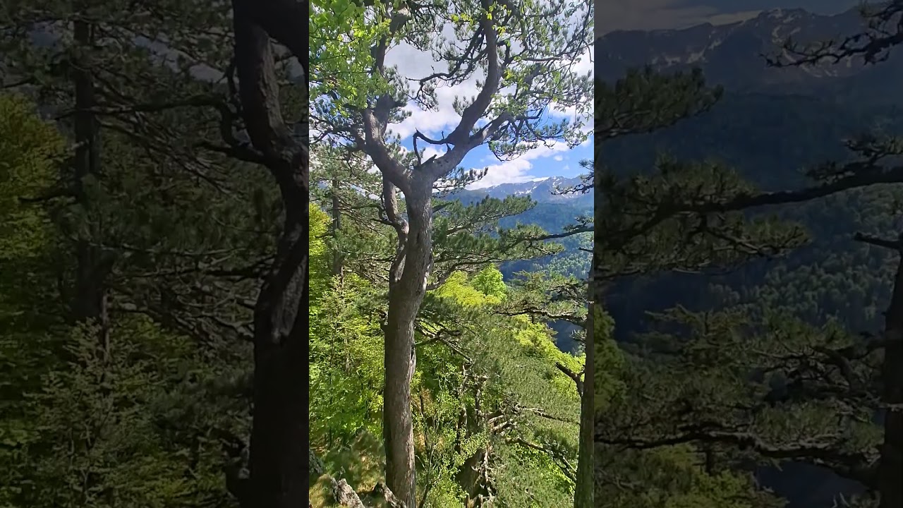 Čudo prirode: Perućica &ndash; Poslednja pra&scaron;uma Evrope #perućica #prasuma #ti&scaron;ina #PrirodaBalkana