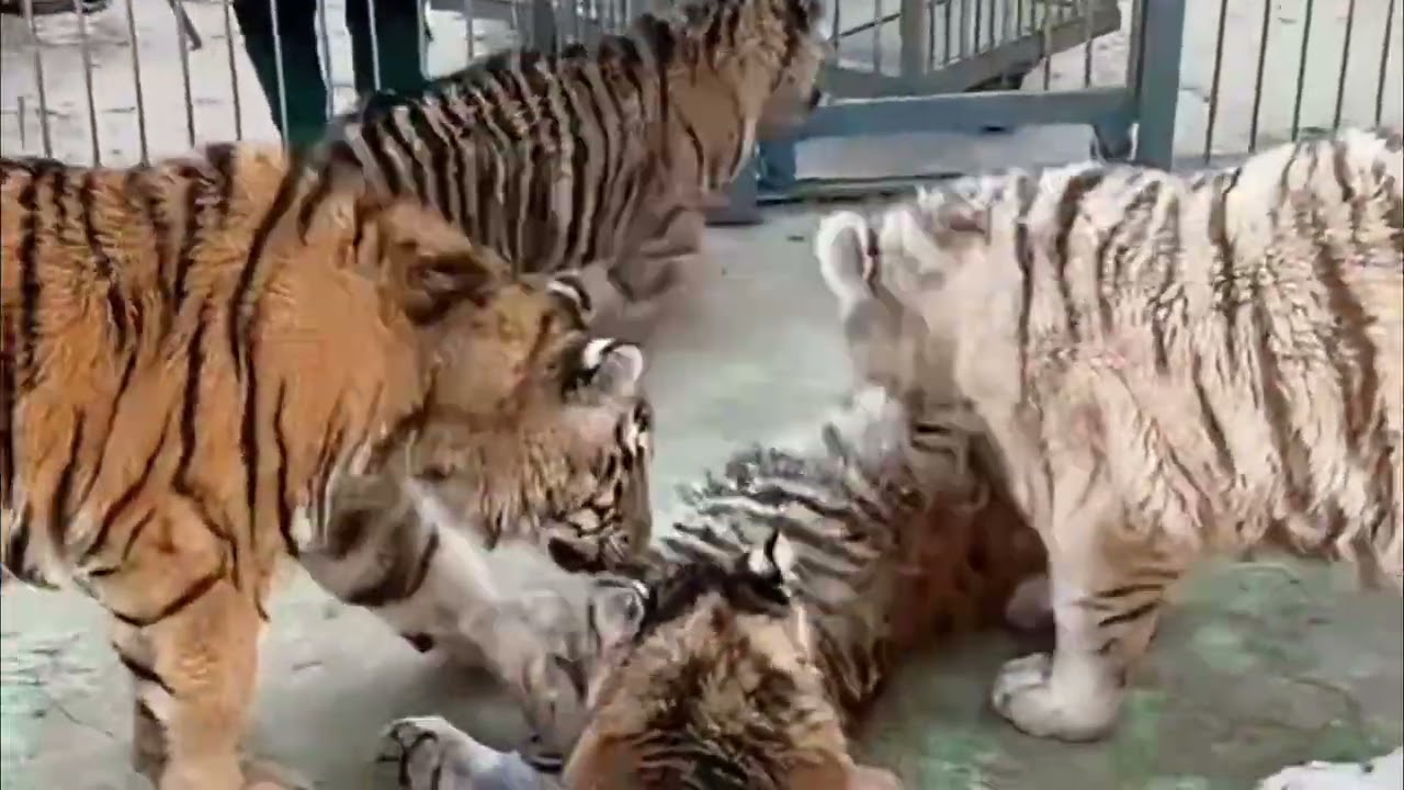 A group of cute little tigers🐯😘#tiger #animals #cute #zoo 