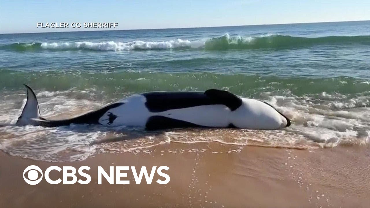 21-foot killer whale dies after washing ashore on Florida beach