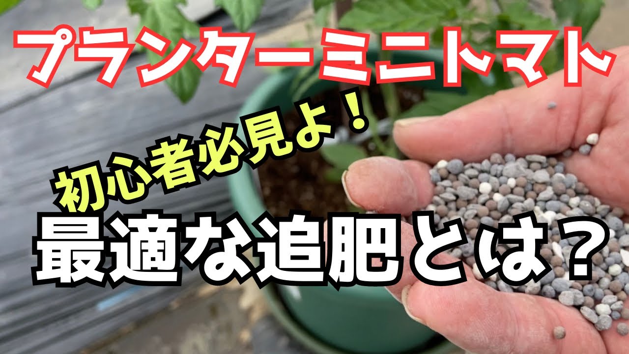 プランターミニトマト「追肥に最適な肥料とは？」初心者向けに解説・実演します！
