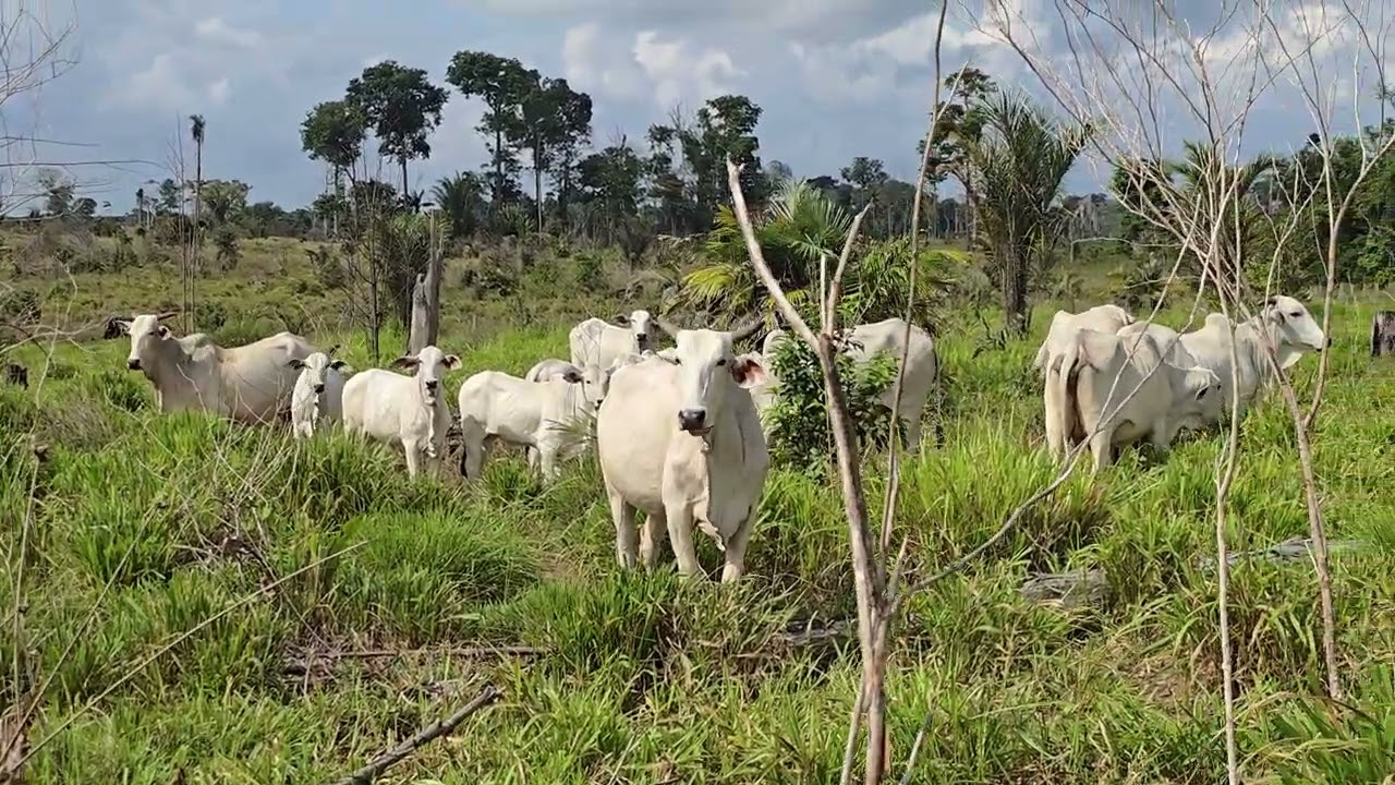 Como está o preço do gado em RORAIMA neste início de ano?