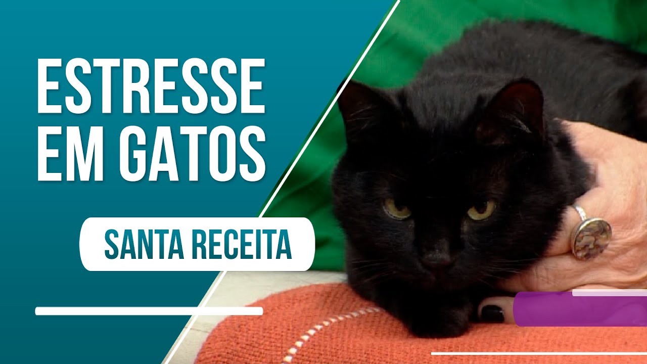 Saiba como identificar os sinais de estresse em gatos