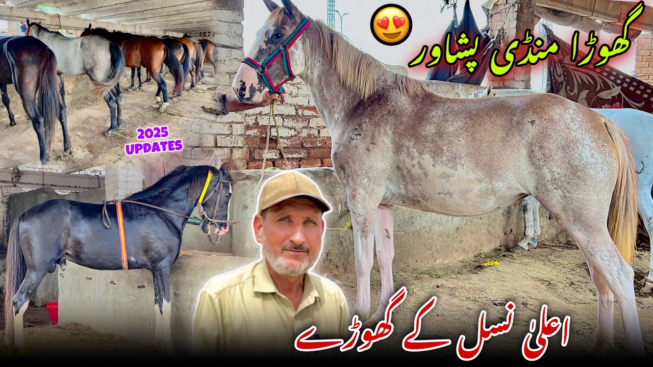 Horse Mandi Ring Road Peshawar 2025 Updates | Desi Racer Horses Arrived | Khyber Social Tv
