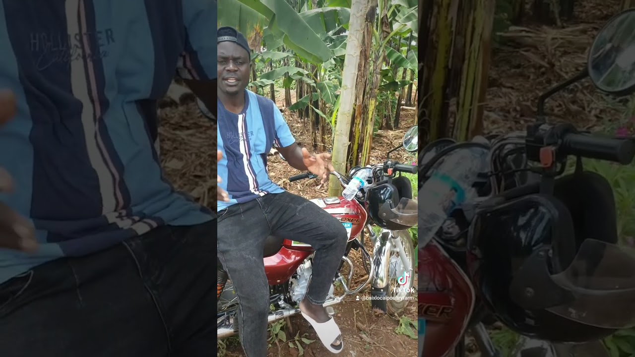 Abali mu brooder oba abagenda okujiyingira eno video yamwe bambi nkulu nyo