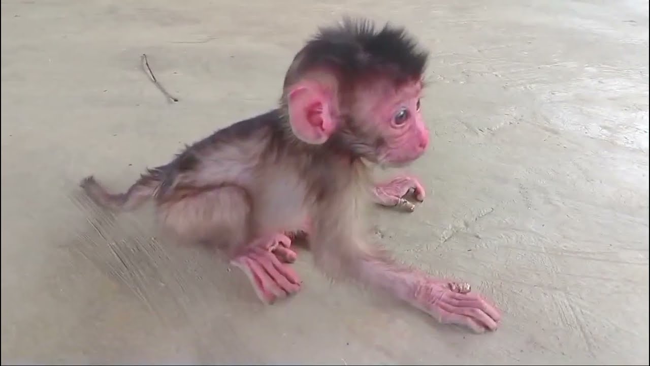 Anak monyet prematur mencari ibunya 