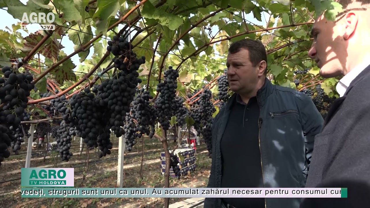 Tehnologia Pergola poate oferi o recoltă de 40 tone la hectar – AGRO TV News
