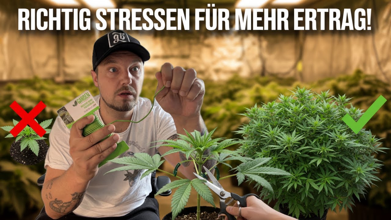 Maximiere Deinen Ertrag: Pflanzen Training mit LST, HST und Co.