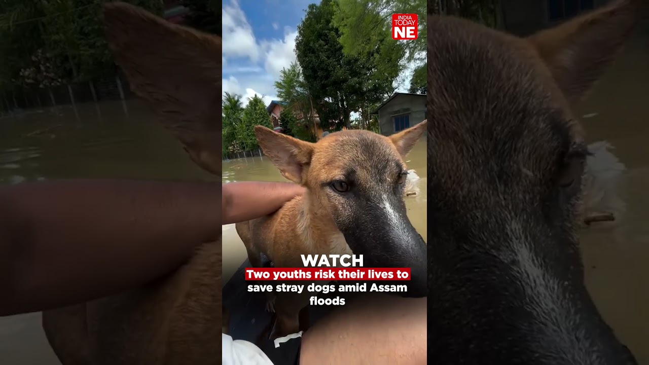 Two youths risk their lives to save stray dogs amid Assam floods