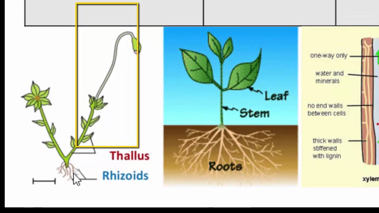5 3 classification and biodiversity