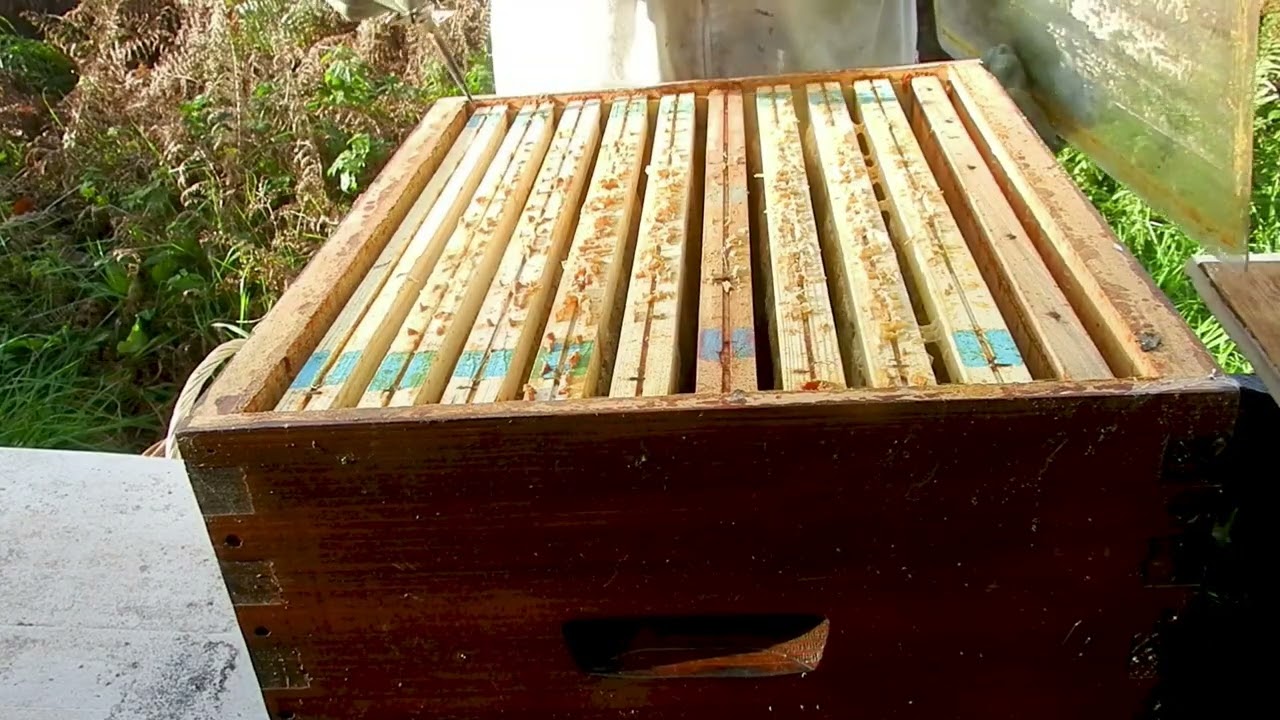 La fin des frelons repos des abeilles jusqu'au printemps prochain l'apiculteur toujours aux aguets