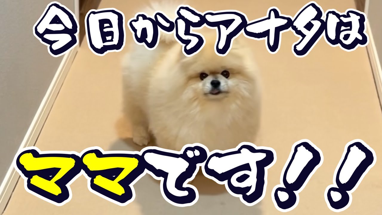 モチ、「ママ」になる？！