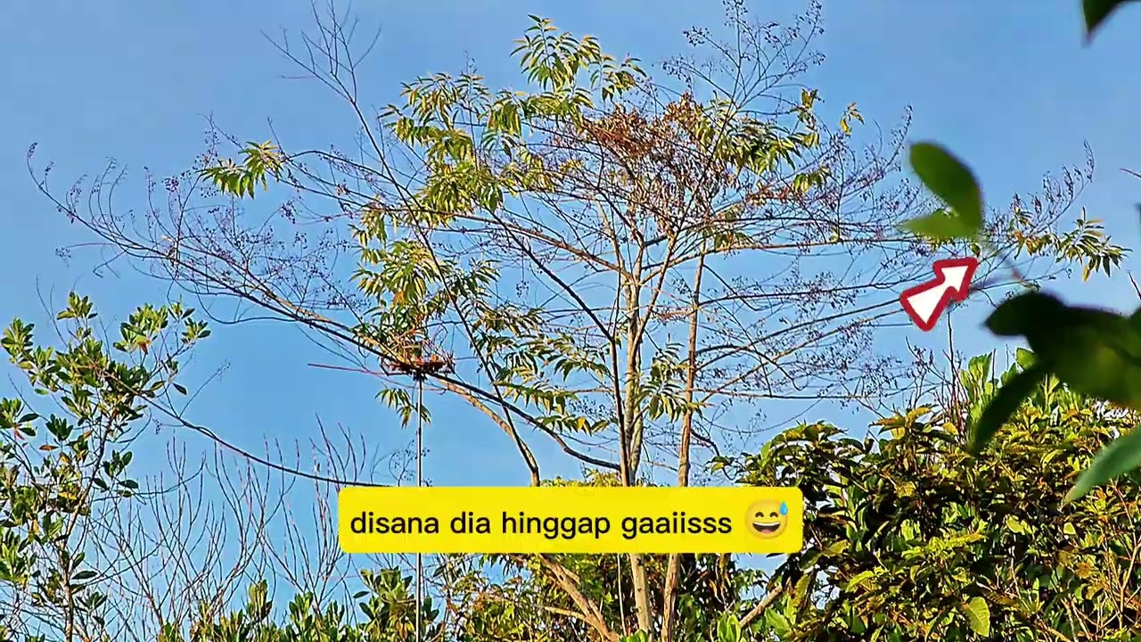 Appeal Lagi Balik Di Port Yang Baru Gaaiisss 🦜🦜💪💪🔥🔥