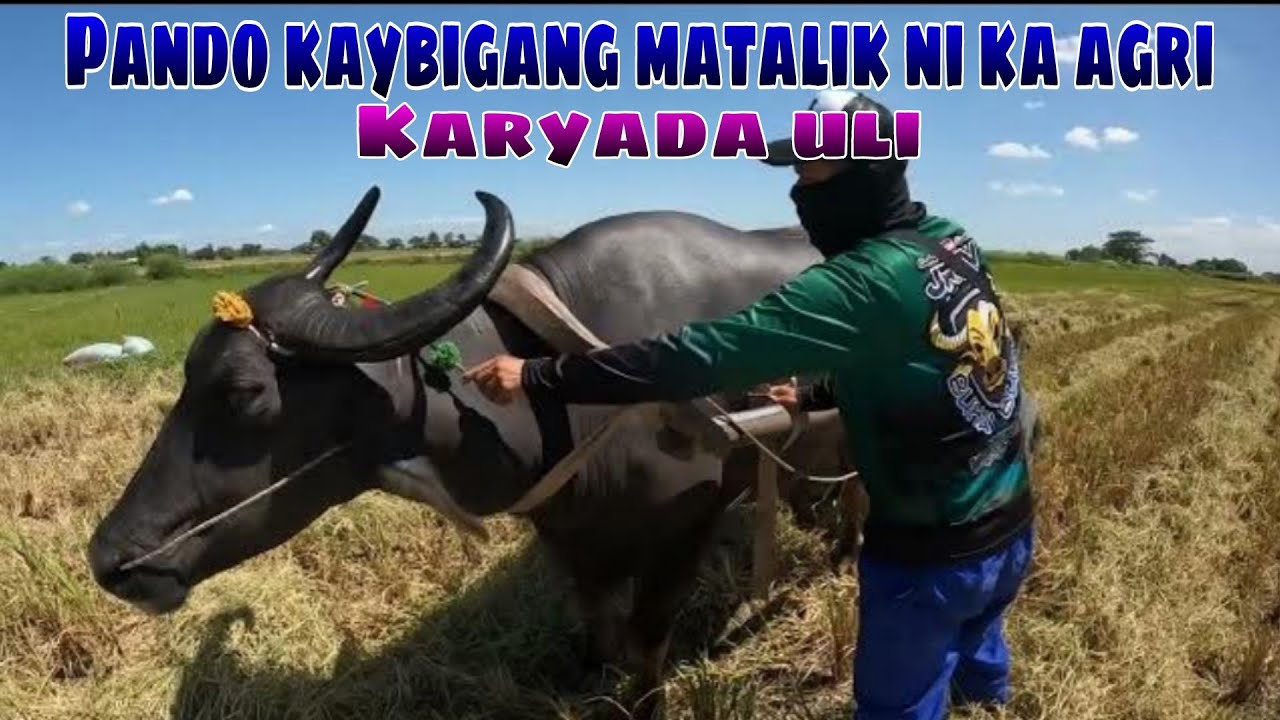 EP,651. Pando Kaybigang matalik ni ka agri karyada uli