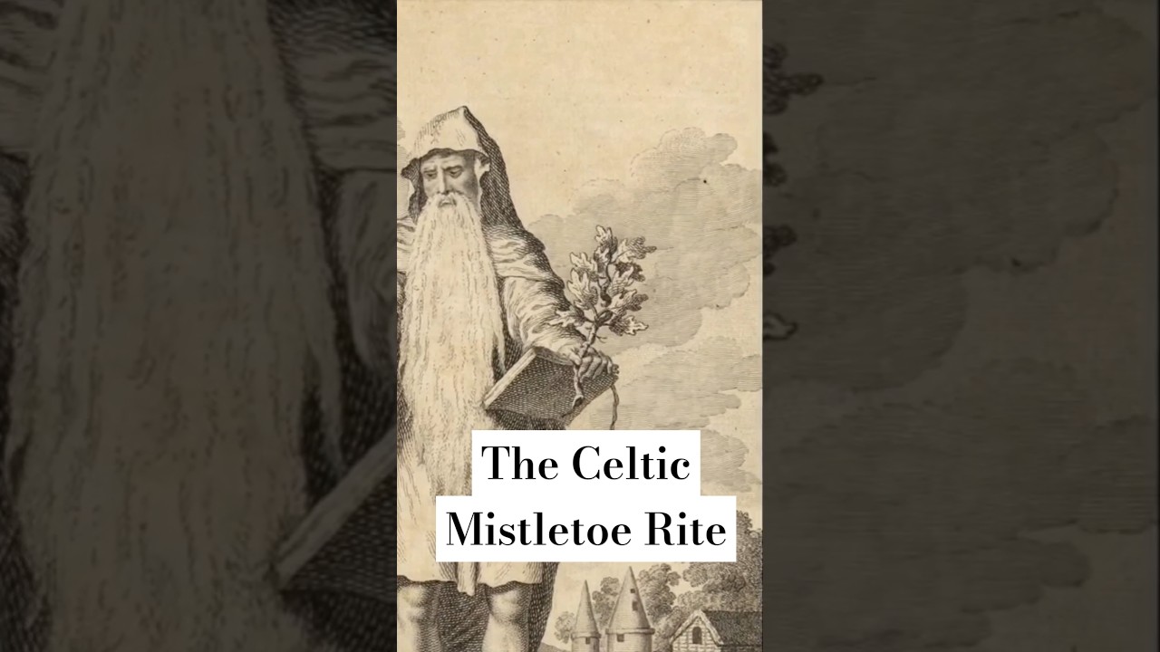 get out your golden sickles, it&rsquo;s time to trim the tree...of its mistletoe #paganism #midwinter
