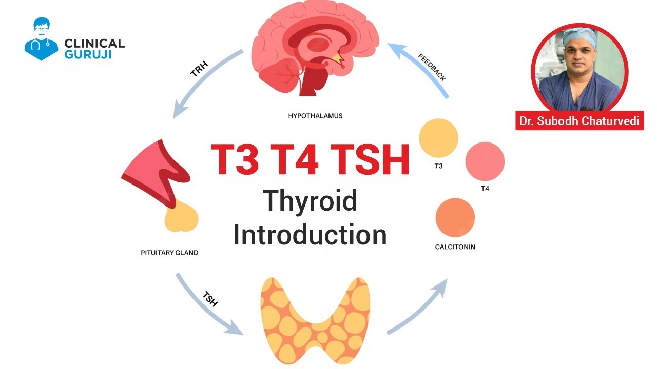 Thyroid Introduction (T3, T4, TSH)