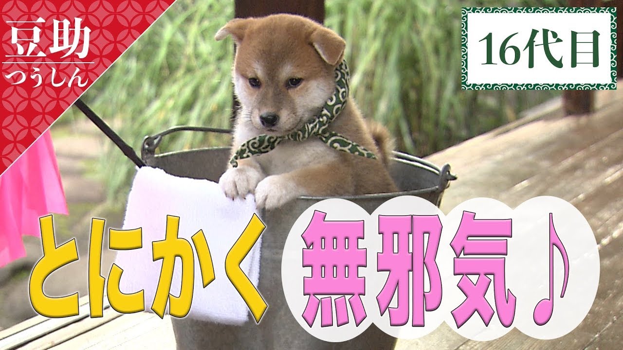 【豆助通信】とにかく無邪気！１６代目豆助。＜柴犬・豆柴＞
