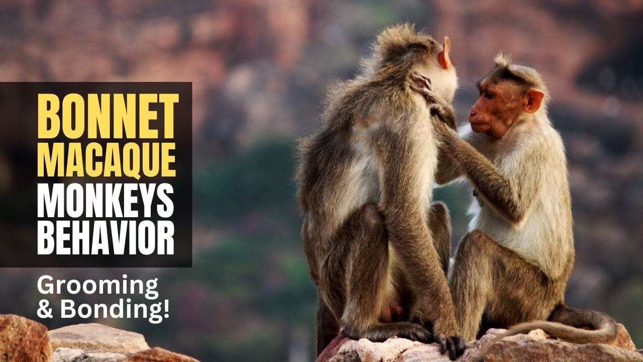 Bonnet Macaque Monkeys Behavior!