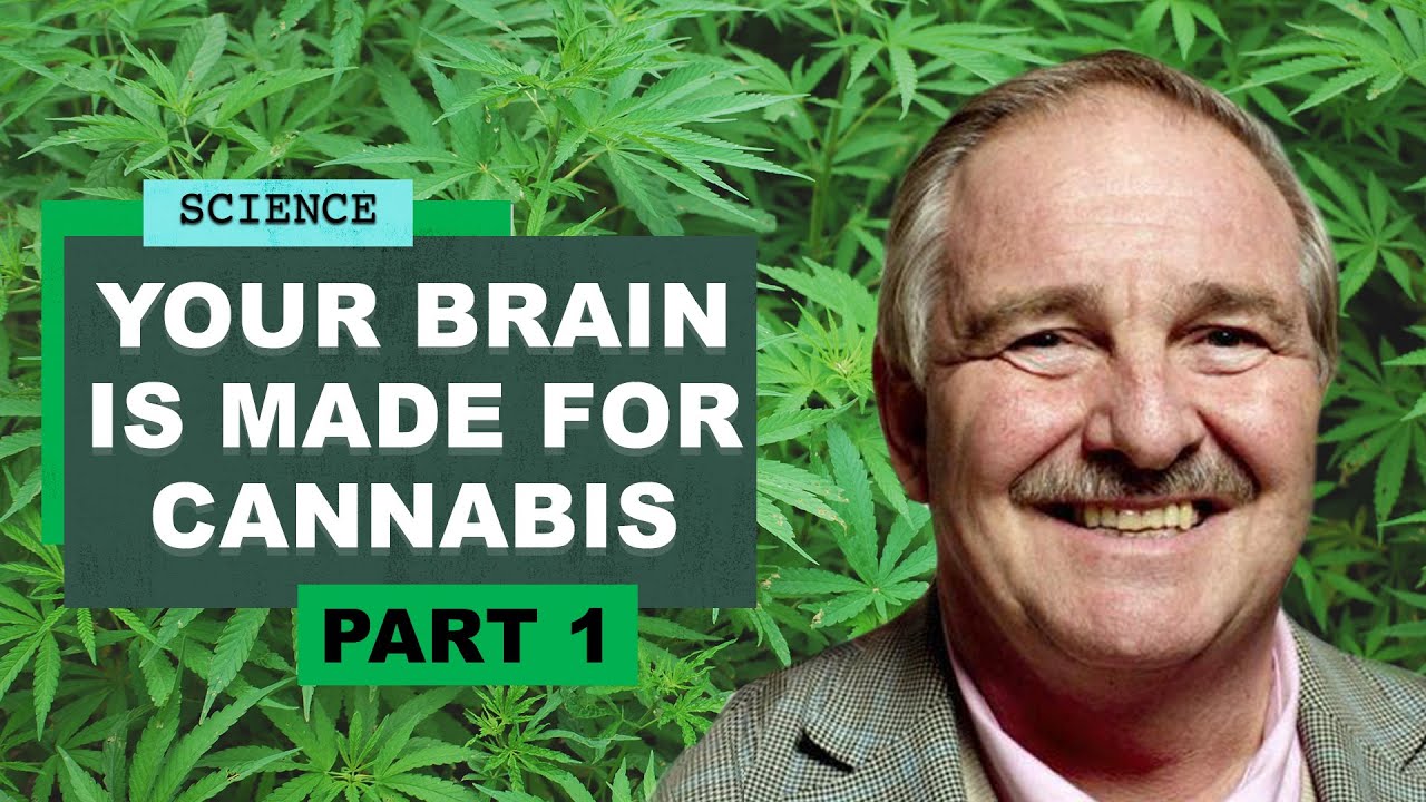 Your brain is made for cannabis | Professor David Nutt on the science of drugs