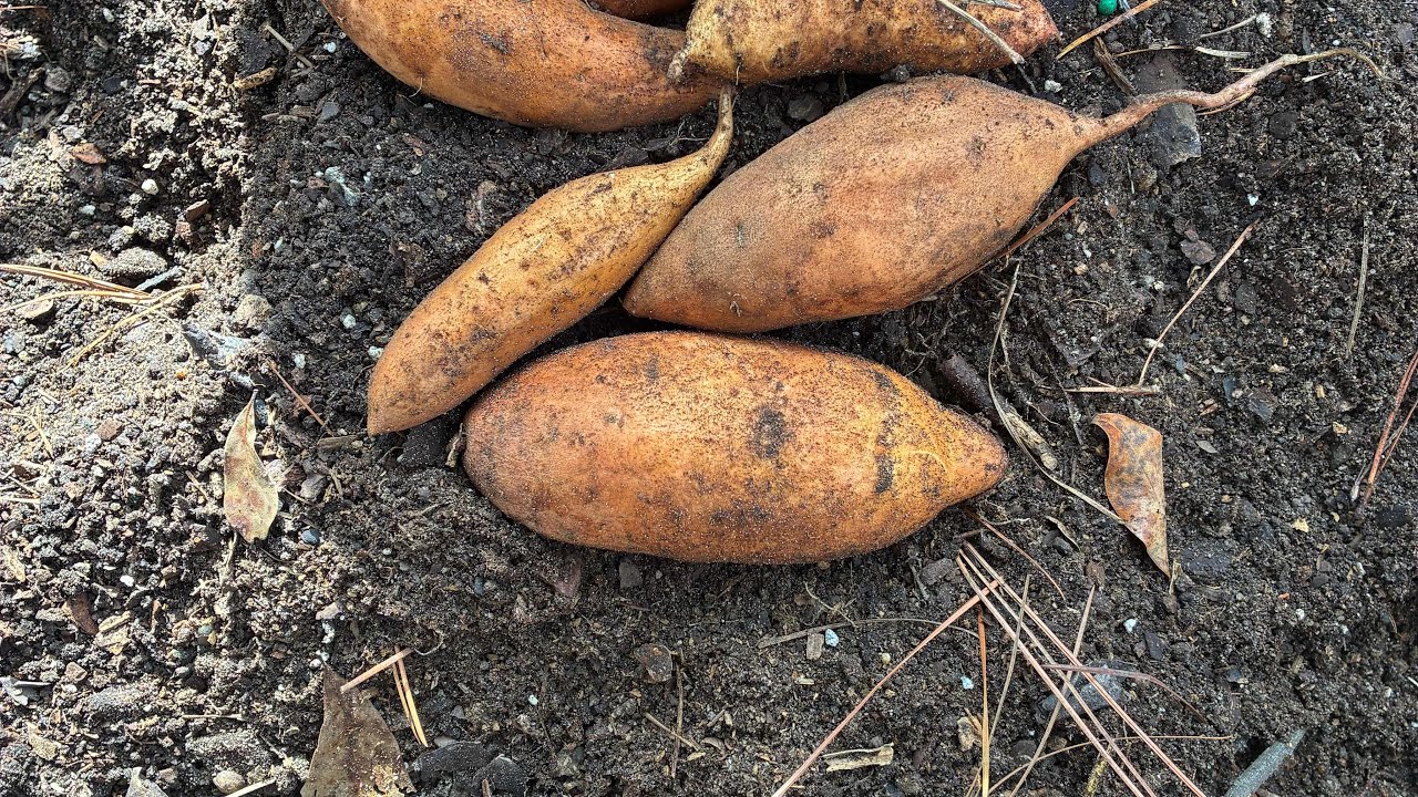 Our little Sweet potato harvest 😁