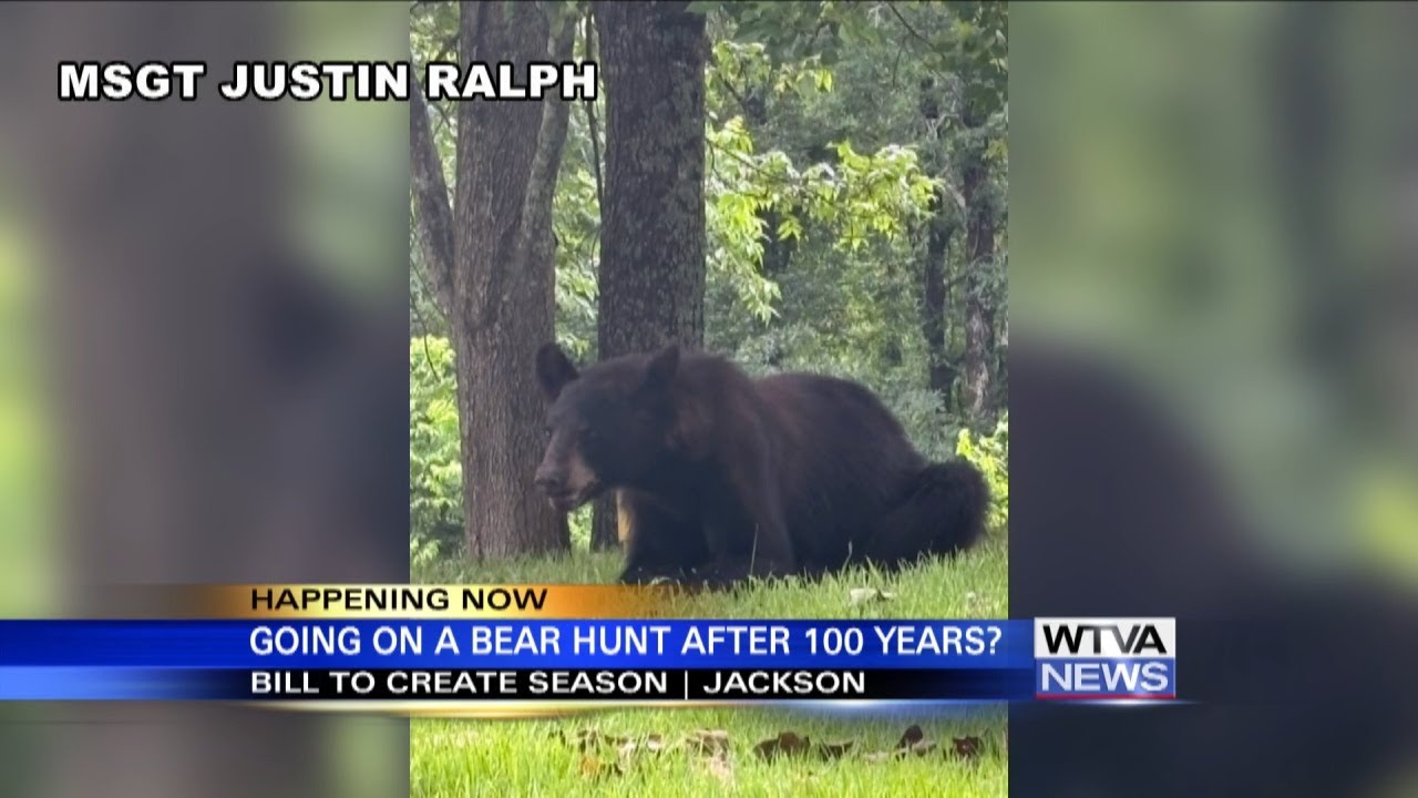 Black bear hunting could return to Mississippi after 100 years